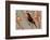 Africa, Tanzania, Ndutu. Scarlet-chested Sunbird (Chalcomitra senegalensis)-Charles Sleicher-Framed Photographic Print