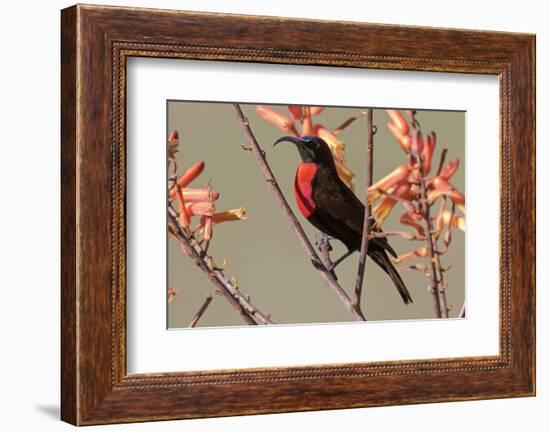 Africa, Tanzania, Ndutu. Scarlet-chested Sunbird (Chalcomitra senegalensis)-Charles Sleicher-Framed Photographic Print