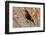 Africa, Tanzania, Ndutu. Scarlet-chested Sunbird (Chalcomitra senegalensis)-Charles Sleicher-Framed Photographic Print