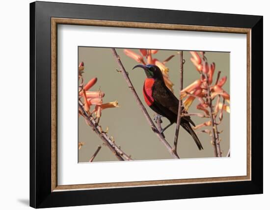 Africa, Tanzania, Ndutu. Scarlet-chested Sunbird (Chalcomitra senegalensis)-Charles Sleicher-Framed Photographic Print