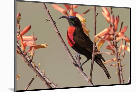 Africa, Tanzania, Ndutu. Scarlet-chested Sunbird (Chalcomitra senegalensis)-Charles Sleicher-Mounted Photographic Print