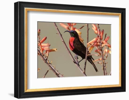 Africa, Tanzania, Ndutu. Scarlet-chested Sunbird (Chalcomitra senegalensis)-Charles Sleicher-Framed Photographic Print