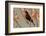 Africa, Tanzania, Ndutu. Scarlet-chested Sunbird (Chalcomitra senegalensis)-Charles Sleicher-Framed Photographic Print