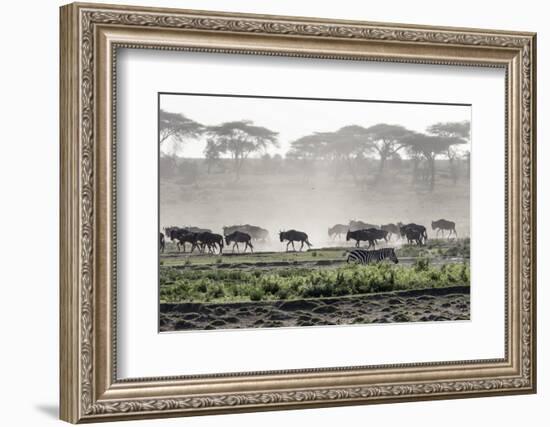 Africa, Tanzania, Ndutu. Wildebeest or Brindled Gnu migration with a single zebra-Charles Sleicher-Framed Photographic Print