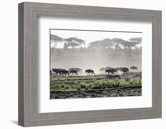 Africa, Tanzania, Ndutu. Wildebeest or Brindled Gnu migration with a single zebra-Charles Sleicher-Framed Photographic Print