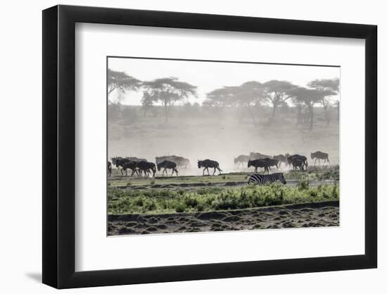 Africa, Tanzania, Ndutu. Wildebeest or Brindled Gnu migration with a single zebra-Charles Sleicher-Framed Photographic Print