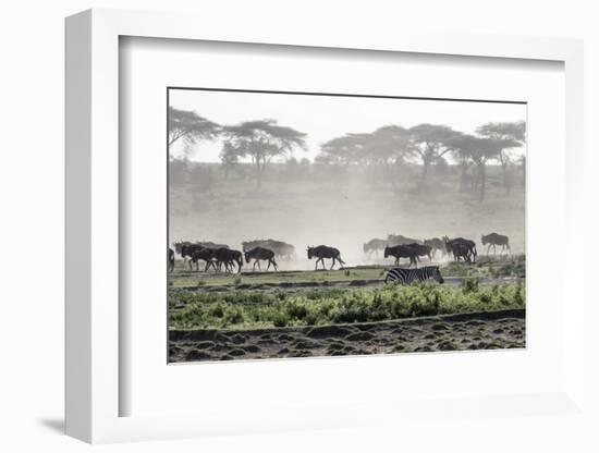 Africa, Tanzania, Ndutu. Wildebeest or Brindled Gnu migration with a single zebra-Charles Sleicher-Framed Photographic Print