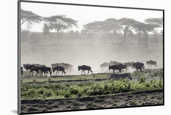 Africa, Tanzania, Ndutu. Wildebeest or Brindled Gnu migration with a single zebra-Charles Sleicher-Mounted Photographic Print