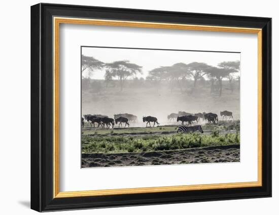 Africa, Tanzania, Ndutu. Wildebeest or Brindled Gnu migration with a single zebra-Charles Sleicher-Framed Photographic Print