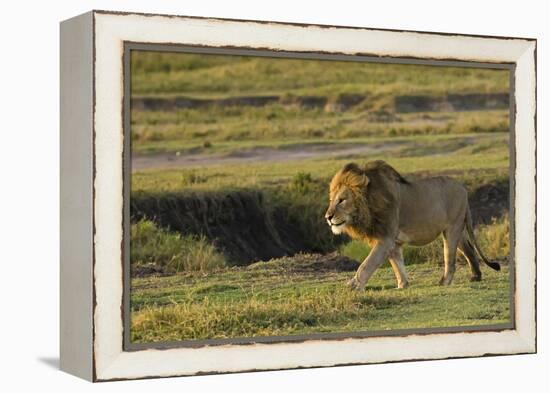 Africa, Tanzania, Ngorongoro Conservation Area. A male lion.-Charles Sleicher-Framed Premier Image Canvas