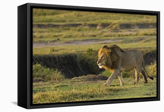 Africa, Tanzania, Ngorongoro Conservation Area. A male lion.-Charles Sleicher-Framed Premier Image Canvas