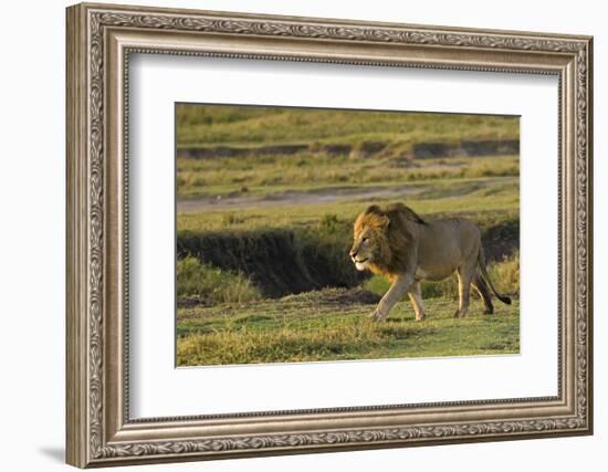 Africa, Tanzania, Ngorongoro Conservation Area. A male lion.-Charles Sleicher-Framed Photographic Print