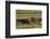 Africa, Tanzania, Ngorongoro Conservation Area. A male lion.-Charles Sleicher-Framed Photographic Print