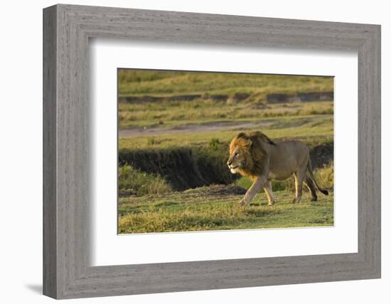 Africa, Tanzania, Ngorongoro Conservation Area. A male lion.-Charles Sleicher-Framed Photographic Print