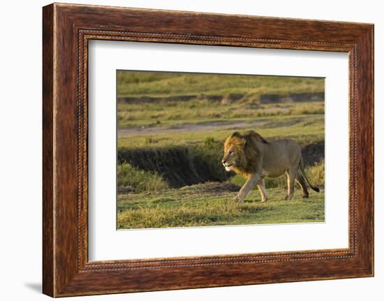 Africa, Tanzania, Ngorongoro Conservation Area. A male lion.-Charles Sleicher-Framed Photographic Print