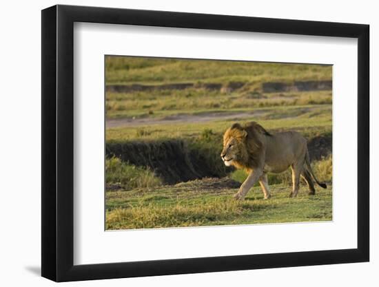 Africa, Tanzania, Ngorongoro Conservation Area. A male lion.-Charles Sleicher-Framed Photographic Print