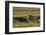 Africa, Tanzania, Ngorongoro Conservation Area. A male lion.-Charles Sleicher-Framed Photographic Print