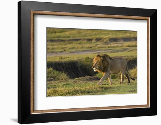 Africa, Tanzania, Ngorongoro Conservation Area. A male lion.-Charles Sleicher-Framed Photographic Print