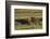 Africa, Tanzania, Ngorongoro Conservation Area. A male lion.-Charles Sleicher-Framed Photographic Print