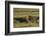 Africa, Tanzania, Ngorongoro Conservation Area. A male lion.-Charles Sleicher-Framed Photographic Print