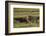 Africa, Tanzania, Ngorongoro Conservation Area. A male lion.-Charles Sleicher-Framed Photographic Print