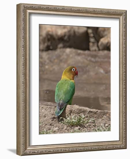 Africa, Tanzania, Ngorongoro Conservation Area. Fischer's Lovebird-Charles Sleicher-Framed Photographic Print