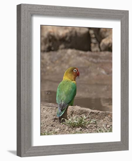 Africa, Tanzania, Ngorongoro Conservation Area. Fischer's Lovebird-Charles Sleicher-Framed Photographic Print