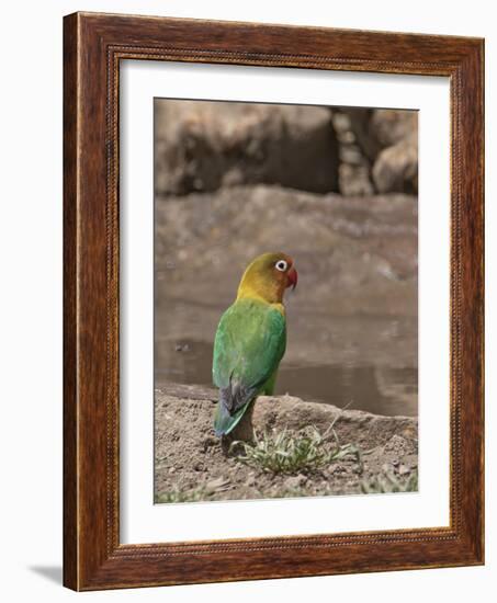 Africa, Tanzania, Ngorongoro Conservation Area. Fischer's Lovebird-Charles Sleicher-Framed Photographic Print