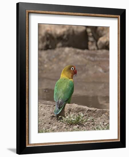 Africa, Tanzania, Ngorongoro Conservation Area. Fischer's Lovebird-Charles Sleicher-Framed Photographic Print