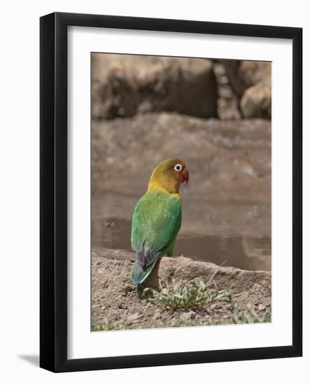 Africa, Tanzania, Ngorongoro Conservation Area. Fischer's Lovebird-Charles Sleicher-Framed Photographic Print