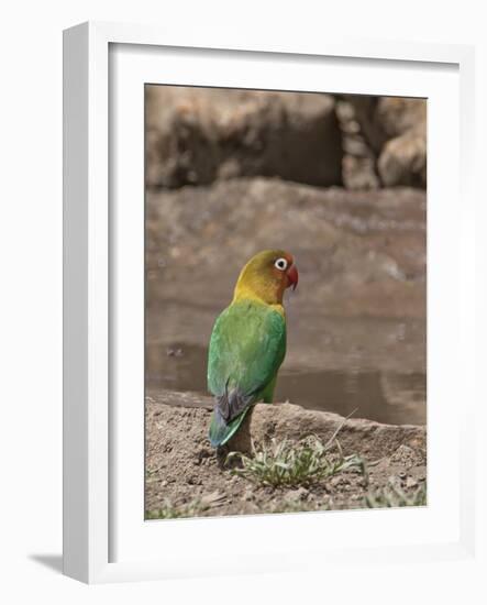 Africa, Tanzania, Ngorongoro Conservation Area. Fischer's Lovebird-Charles Sleicher-Framed Photographic Print