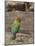 Africa, Tanzania, Ngorongoro Conservation Area. Fischer's Lovebird-Charles Sleicher-Mounted Photographic Print