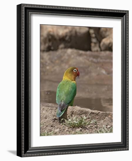 Africa, Tanzania, Ngorongoro Conservation Area. Fischer's Lovebird-Charles Sleicher-Framed Photographic Print