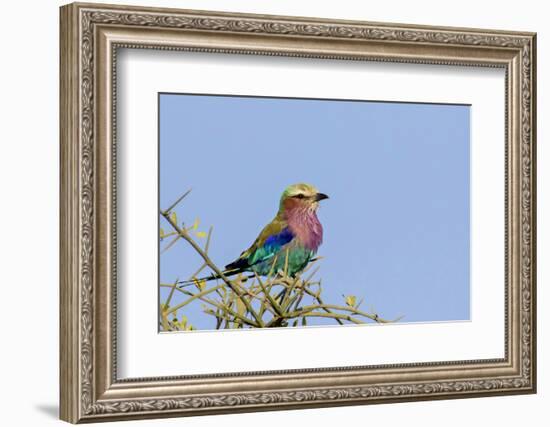 Africa, Tanzania, Ngorongoro Conservation Area. Lilac-breasted Roller in a thorn t tree-Charles Sleicher-Framed Photographic Print