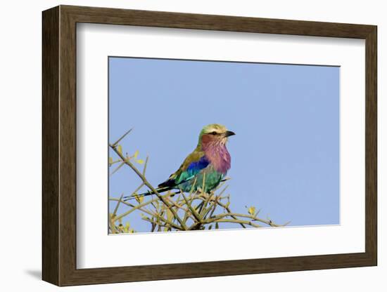 Africa, Tanzania, Ngorongoro Conservation Area. Lilac-breasted Roller in a thorn t tree-Charles Sleicher-Framed Photographic Print