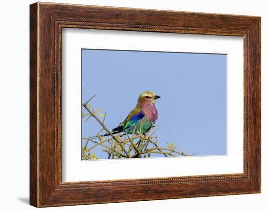 Africa, Tanzania, Ngorongoro Conservation Area. Lilac-breasted Roller in a thorn t tree-Charles Sleicher-Framed Photographic Print