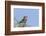 Africa, Tanzania, Ngorongoro Conservation Area. Lilac-breasted Roller in a thorn t tree-Charles Sleicher-Framed Photographic Print