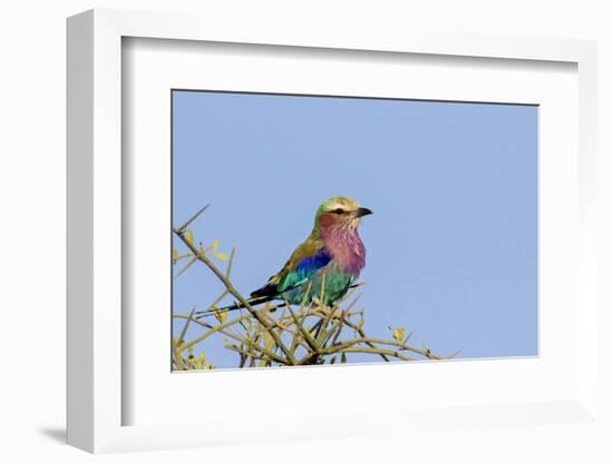 Africa, Tanzania, Ngorongoro Conservation Area. Lilac-breasted Roller in a thorn t tree-Charles Sleicher-Framed Photographic Print