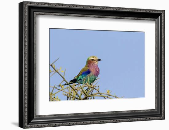 Africa, Tanzania, Ngorongoro Conservation Area. Lilac-breasted Roller in a thorn t tree-Charles Sleicher-Framed Photographic Print