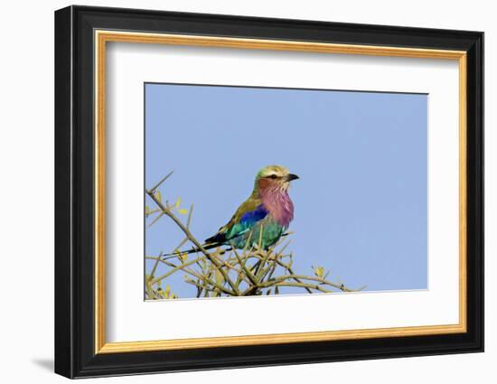 Africa, Tanzania, Ngorongoro Conservation Area. Lilac-breasted Roller in a thorn t tree-Charles Sleicher-Framed Photographic Print