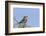 Africa, Tanzania, Ngorongoro Conservation Area. Lilac-breasted Roller in a thorn t tree-Charles Sleicher-Framed Photographic Print