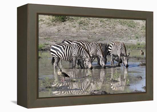 Africa, Tanzania, Ngorongoro Conservation Area. Plains zebras drinking.-Charles Sleicher-Framed Premier Image Canvas