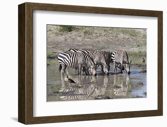 Africa, Tanzania, Ngorongoro Conservation Area. Plains zebras drinking.-Charles Sleicher-Framed Photographic Print