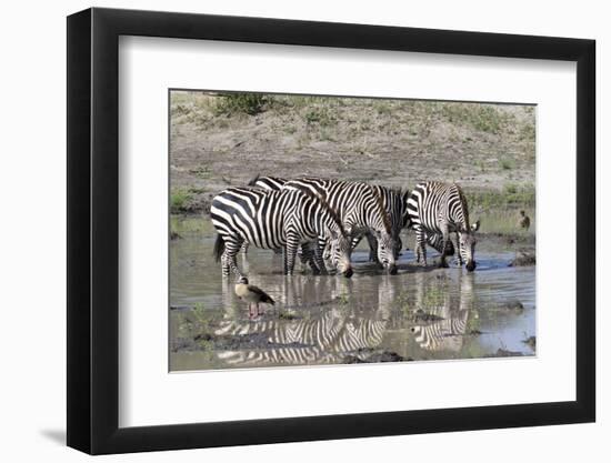 Africa, Tanzania, Ngorongoro Conservation Area. Plains zebras drinking.-Charles Sleicher-Framed Photographic Print