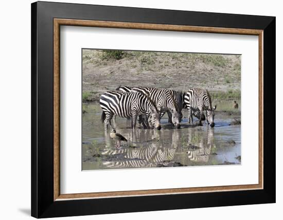 Africa, Tanzania, Ngorongoro Conservation Area. Plains zebras drinking.-Charles Sleicher-Framed Photographic Print