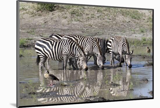 Africa, Tanzania, Ngorongoro Conservation Area. Plains zebras drinking.-Charles Sleicher-Mounted Photographic Print