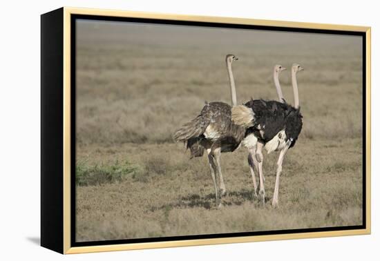 Africa, Tanzania, Ngorongoro Conservation Area. Three male Common Ostrich-Charles Sleicher-Framed Premier Image Canvas