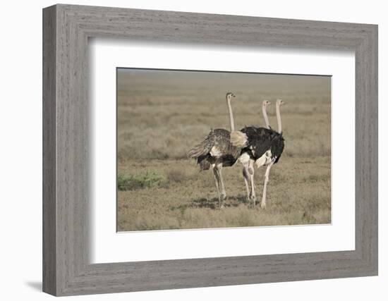 Africa, Tanzania, Ngorongoro Conservation Area. Three male Common Ostrich-Charles Sleicher-Framed Photographic Print
