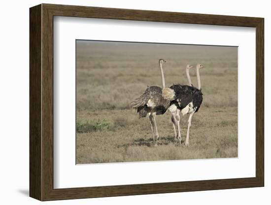 Africa, Tanzania, Ngorongoro Conservation Area. Three male Common Ostrich-Charles Sleicher-Framed Photographic Print