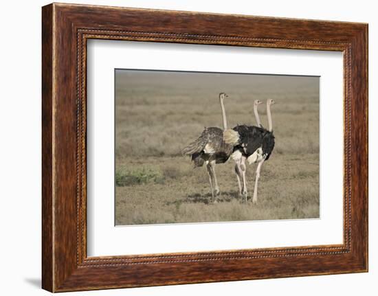 Africa, Tanzania, Ngorongoro Conservation Area. Three male Common Ostrich-Charles Sleicher-Framed Photographic Print